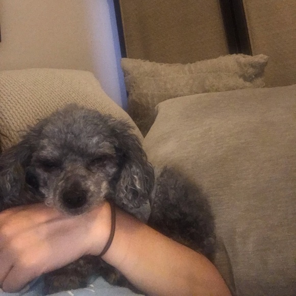 Meet your Posher, Barb - Picture 1 of 1